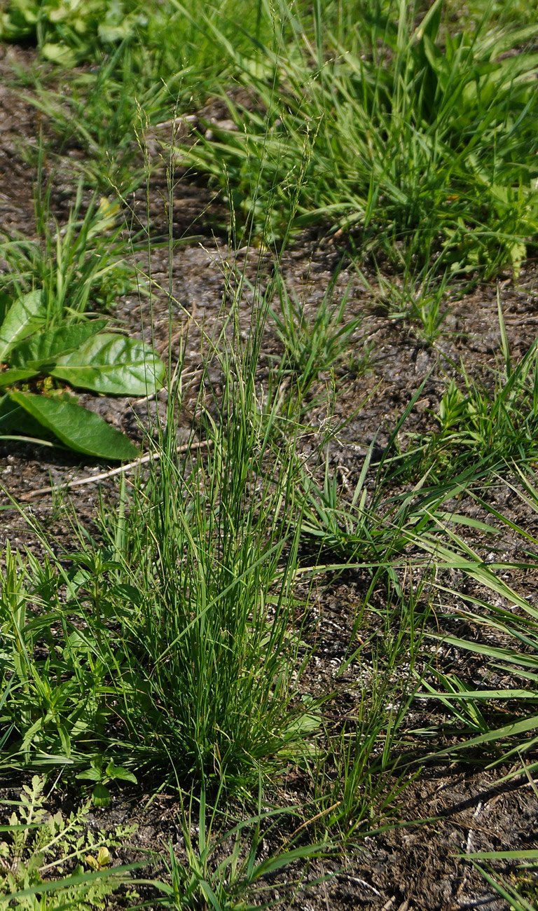 Изображение особи Agrostis tenuis.