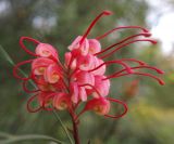 Grevillea johnsonii