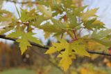 Acer saccharinum. Часть ветви с листьями в осенней окраске. Ярославская обл., г. Переславль-Залесский, дендрологический сад. 22.10.2017.