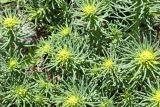 Euphorbia cyparissias