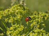 Heracleum sibiricum. Часть соцветия с охотящейся божьей коровкой. Пермский край, Верещагинский р-н, окр. дер. Усть-Сепыч, долина р. Лысьва, луг. 7 июля 2018 г.