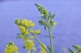 Melilotus officinalis