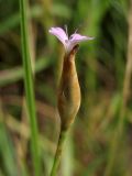 Petrorhagia prolifera