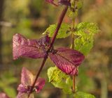 Mentha spicata