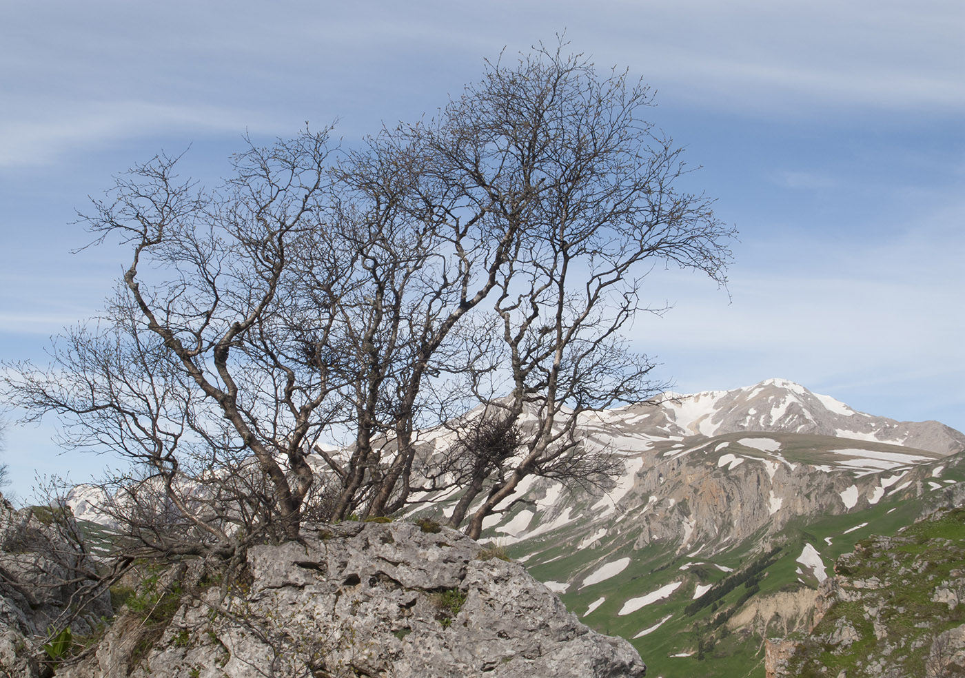 Изображение особи Betula pendula.