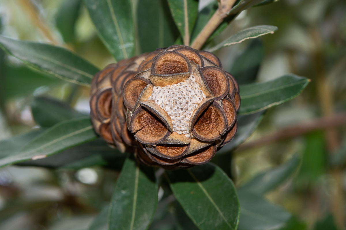 Изображение особи Banksia integrifolia.