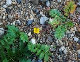 Potentilla anserina