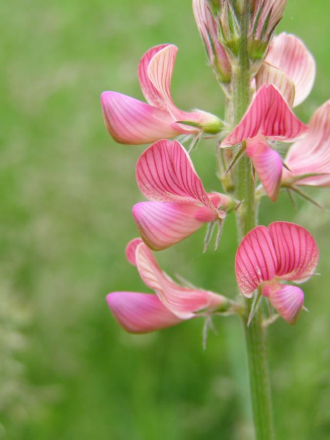 Изображение особи Onobrychis arenaria.