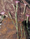 Dianthus tetralepis