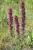 Echium russicum