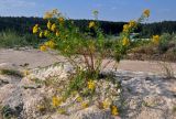 Tanacetum vulgare