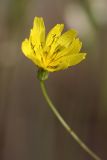 Crepis pulchra ssp. turkestanica