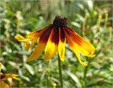 Rudbeckia hirta