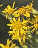 Solidago virgaurea