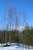 Betula pendula. Покоящиеся средневозрастные растения в окружении молодых сосен (Pinus sylvestris). Ленинградская обл., окр. пос. Большая Ижора, побережье Финского залива, зарастающий лесом заброшенный песчаный карьер на старом береговом валу. 02.04.2023.