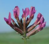 Astragalus cornutus. Соцветие. Луганская народная республика, г. Луганск, балка Калмыцкий Яр, днище балки. 13.05.2023.