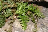 Asplenium billotii. Растения в расщелине скалы. Южный Берег Крыма, гора Аю-Даг. 26.11.2008.