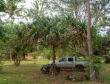 Pandanus odorifer