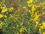 Galium verum