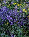 Teucrium orientale