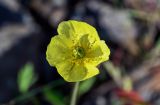 genus Papaver. Цветок. Красноярский край, гор. округ Норильск, пос. Снежногорск, каменистый склон. 27.07.2023.