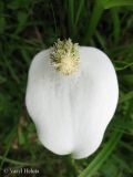 Calla palustris. Соцветие. Украина, Ивано-Франковская обл., Надворнянский р-н, окр. с. Быстрица, долина потока Рафайловец, в ручье. 21 июня 2011 г.