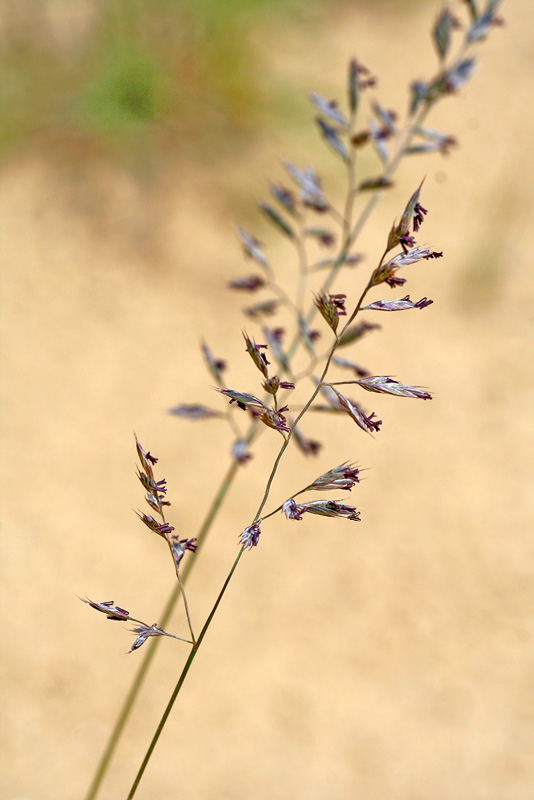 Изображение особи Festuca polesica.