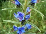 Echium vulgare. Часть соцветия. Чувашия, окр. г. Шумерля, дер. Подборное. 19 июня 2007 г.