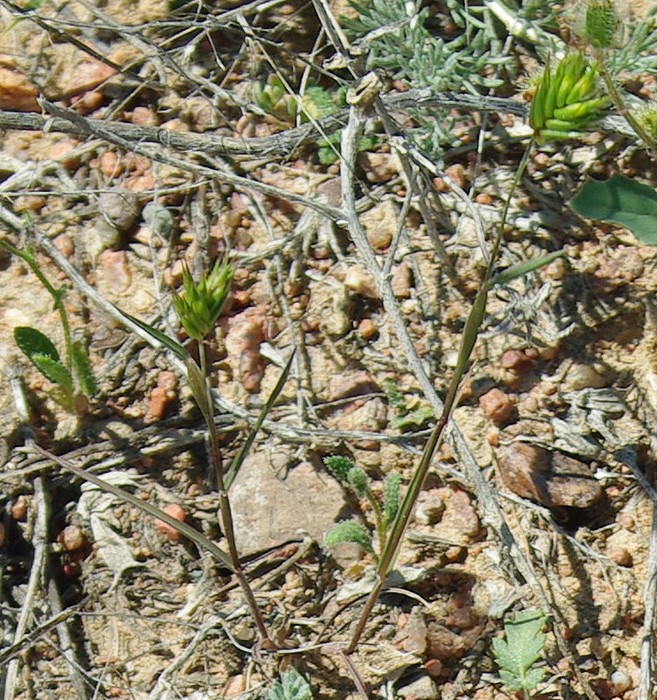 Изображение особи Eremopyrum triticeum.
