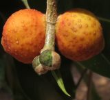 Ficus benjamina