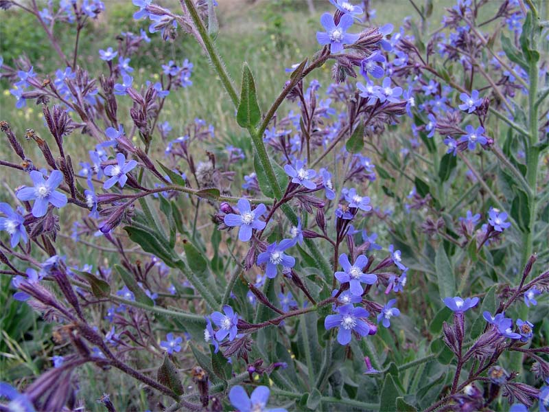 Изображение особи Anchusa azurea.