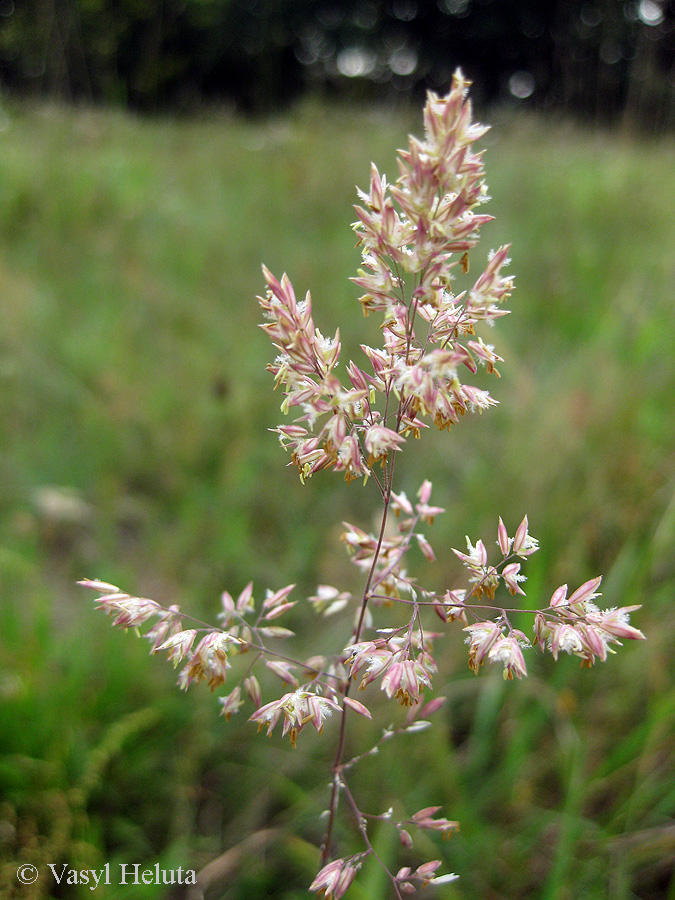 Изображение особи Holcus lanatus.