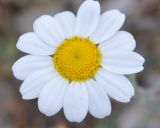 Anthemis tomentosa