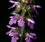 Stachys palustris