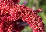 Amaranthus hypochondriacus