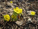 Eranthis cilicica