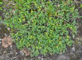 Sibbaldia procumbens. Цветущие растения. Камчатский край, Ключевская группа вулканов, окрестности перевала Толбачинский. 21.07.2013.