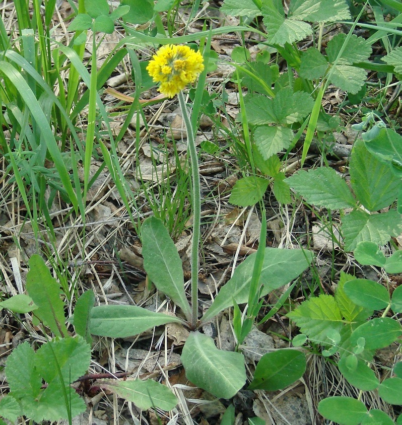 Изображение особи Crepis praemorsa.