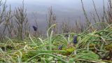 Muscari neglectum. Цветущие растения на кромке обрыва. Краснодарский край, Новороссийский р-н, гора Рябкова. 09.03.2014.