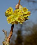 Corylopsis veitchiana. Соцветие. Германия, г. Дюссельдорф, Ботанический сад университета. 13.03.2014.