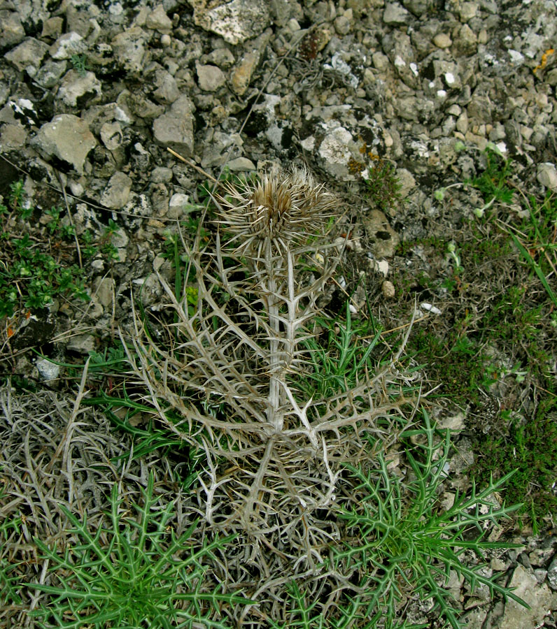 Изображение особи Lamyra echinocephala.