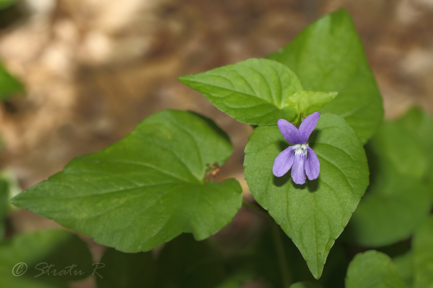 Изображение особи Viola reichenbachiana.