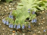 Mertensia maritima. Верхушка цветущего побега. Камчатский край, Усть-Большерецкий р-н. Июль 2007 г.