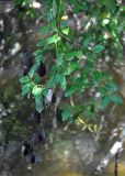 Caesalpinia crista. Верхушка ветви с плодами. Андаманские острова, остров Хейвлок, прибрежный лес. 01.01.2015.