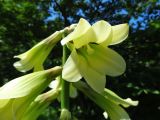 Cardiocrinum cordatum. Верхушка соцветия. Курильские о-ва, Кунашир, окр. дачного пос. Третьяково. 17 июля 2015 г.