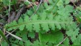 Pedicularis sceptrum-carolinum. Прикорневой лист. Архангельская обл., Вельский р-н, лес. 27.06.2011.