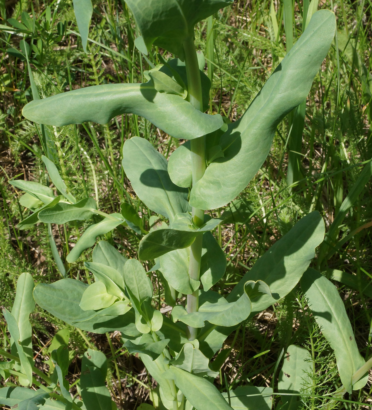 Image of Cerinthe minor specimen.