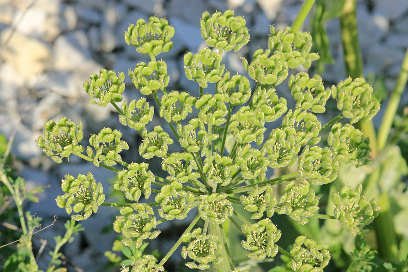 Изображение особи Heracleum stevenii.