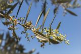 Olea europaea