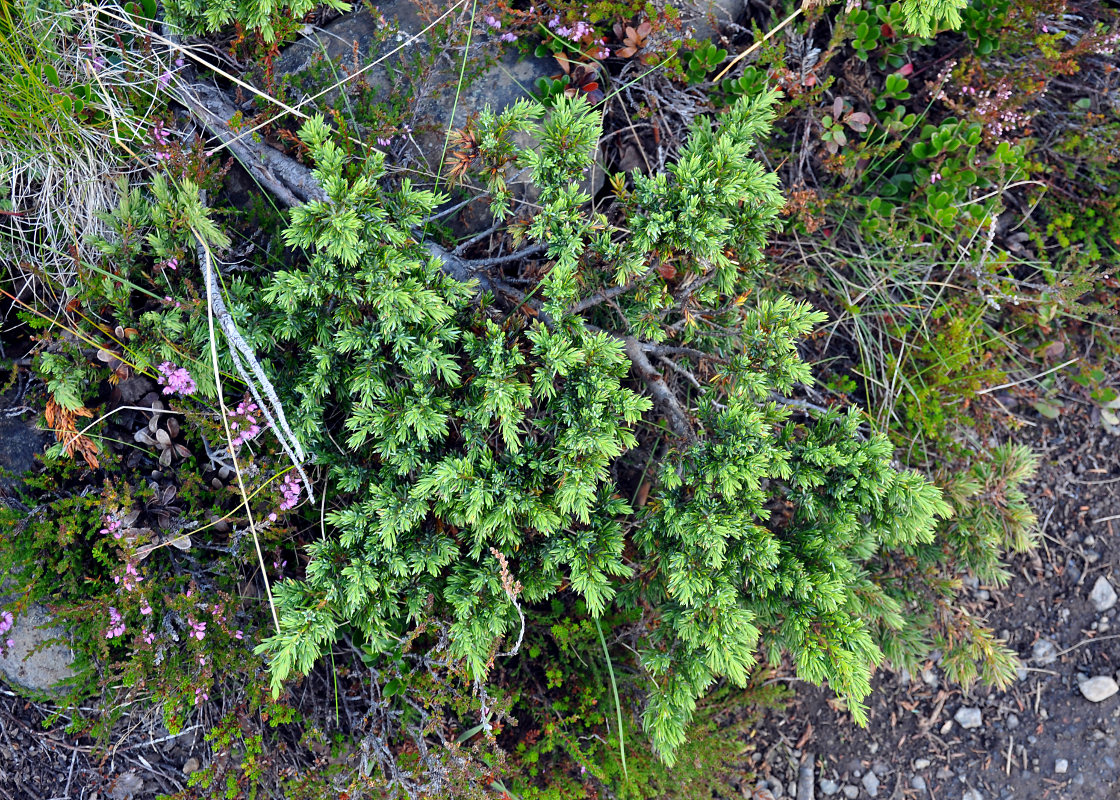 Изображение особи Juniperus communis.